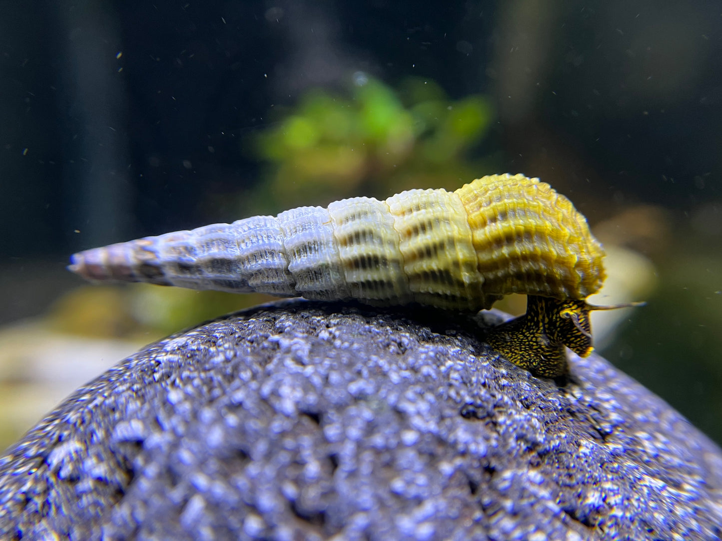 Tylomelania marwotoae "Himalaya"
