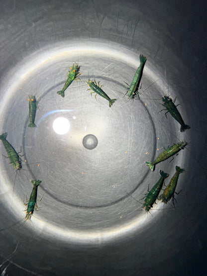 DIY Green Demon Breeding Group