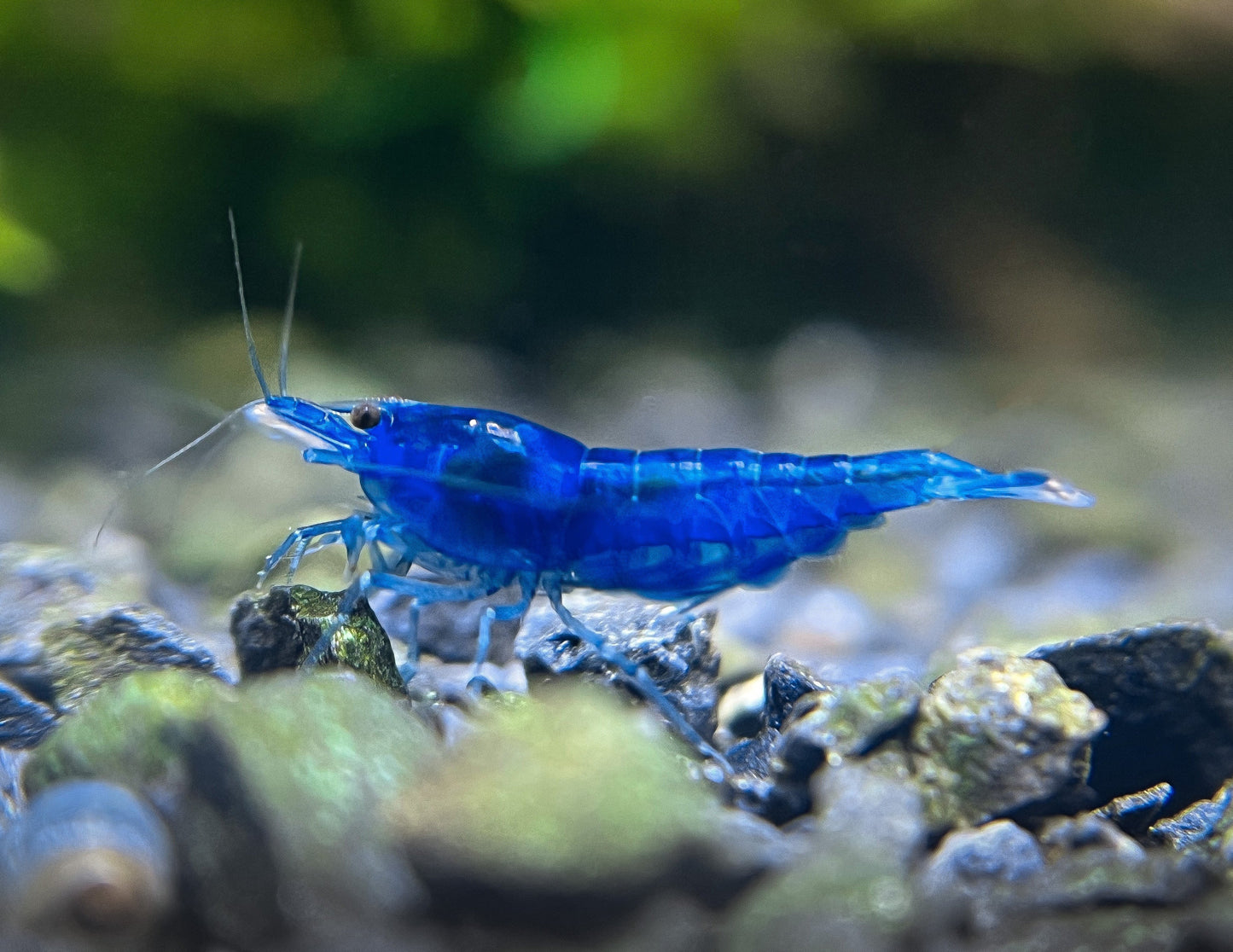 Neocaridina davidi "Blue Dream"