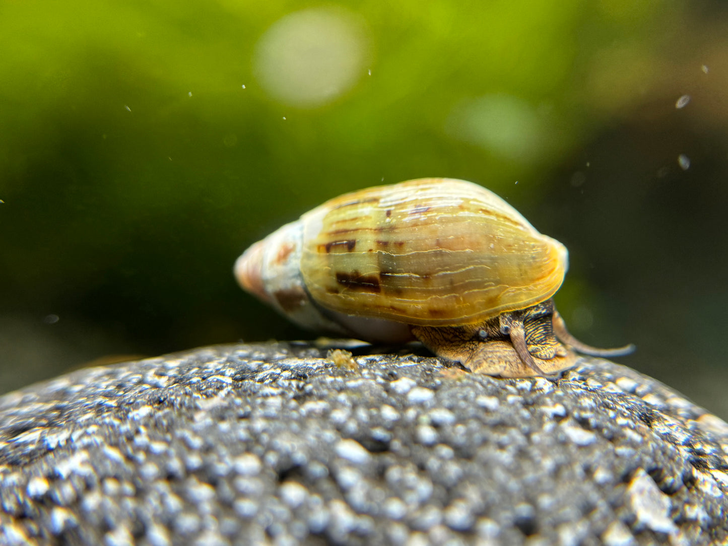 Melanopsis magnifica