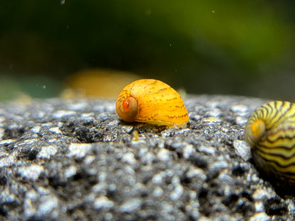 Theodoxus dalmaticus "Balkan Napfschnecke"