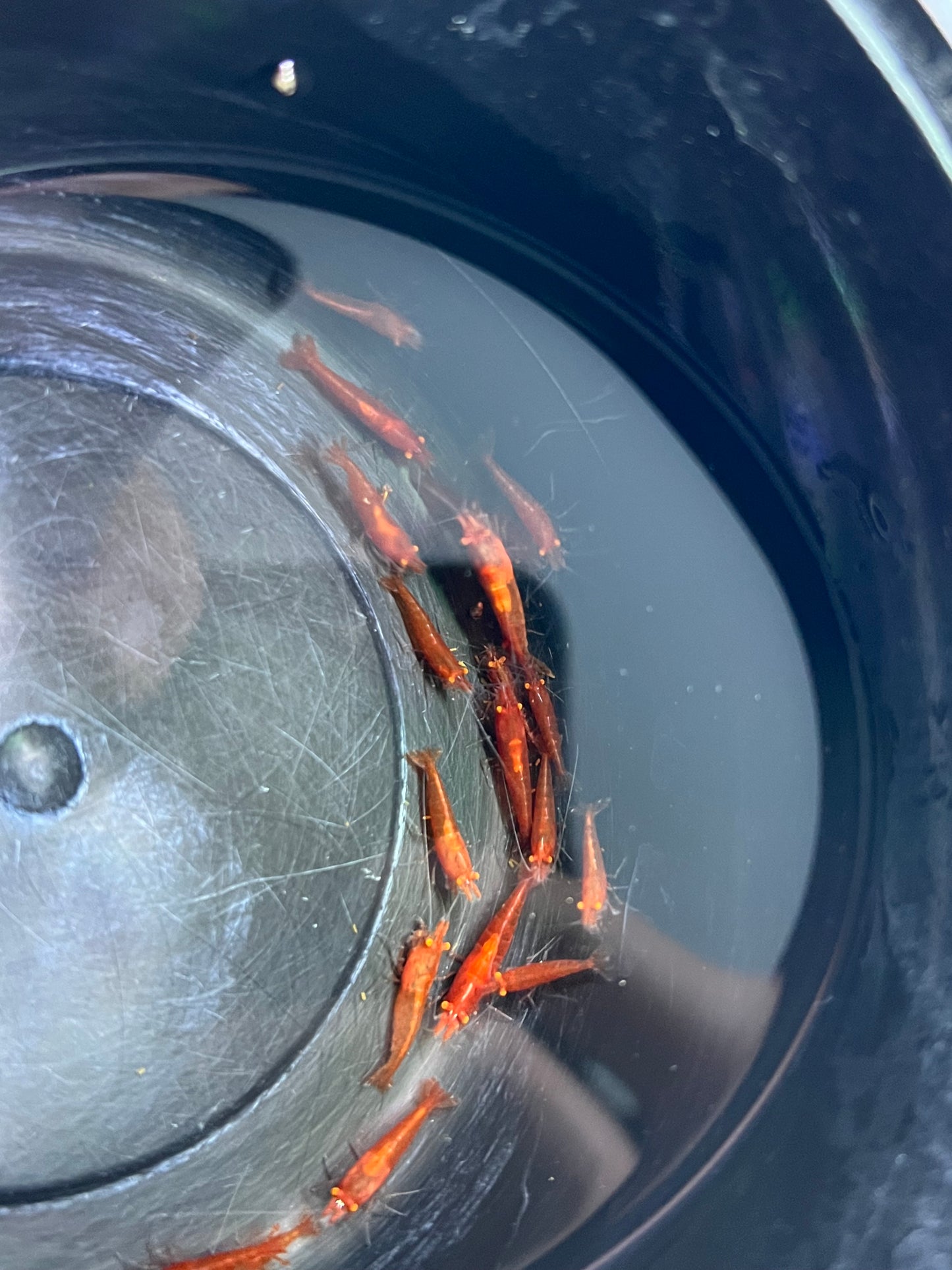 Selected Neocaridina Bloody Mary OE/Red Demon