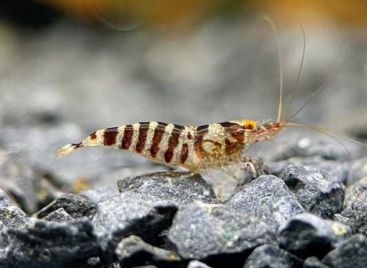 Caridina babaulti "Zebra" OE