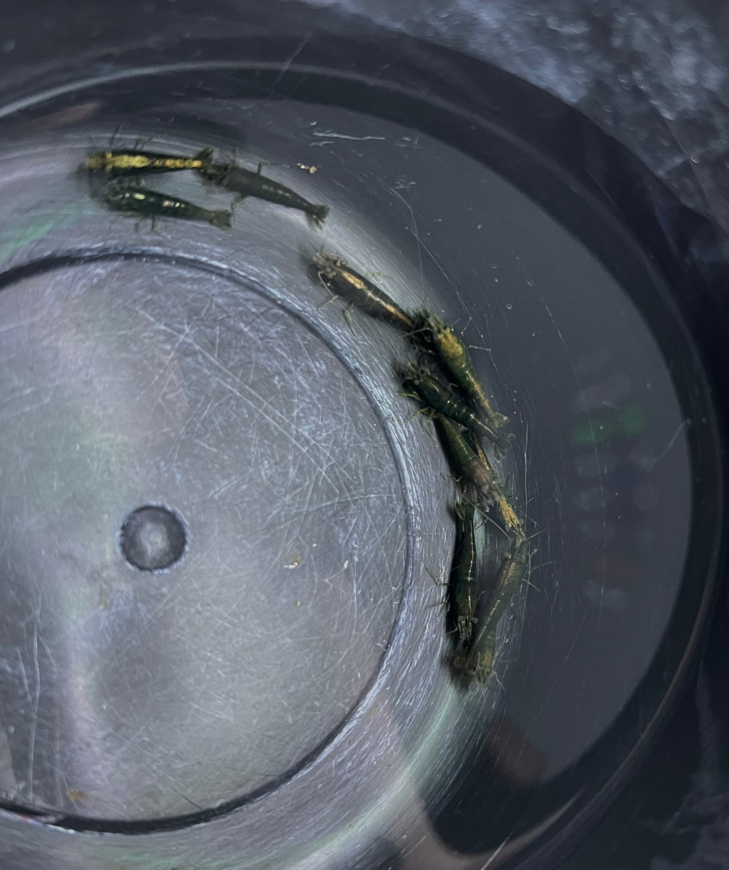 Selected Neocaridina Dark Green Jade