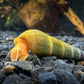 Tylomelania sp. “Albino/Apricot”