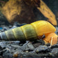 Tylomelania sp. “Albino/Apricot”
