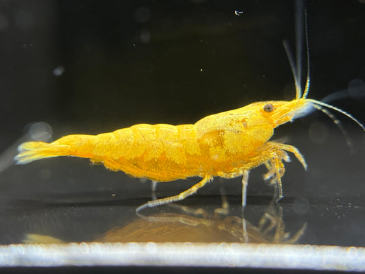 Neocaridina "Golden Extreme"