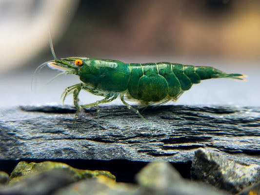 Neocaridina "Green Jade OE" (Green Demon)