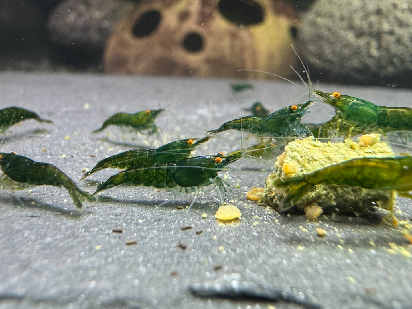 Neocaridina "Green Jade OE" (Green Demon)