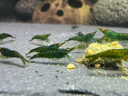 Neocaridina "Green Jade OE" (Green Demon)
