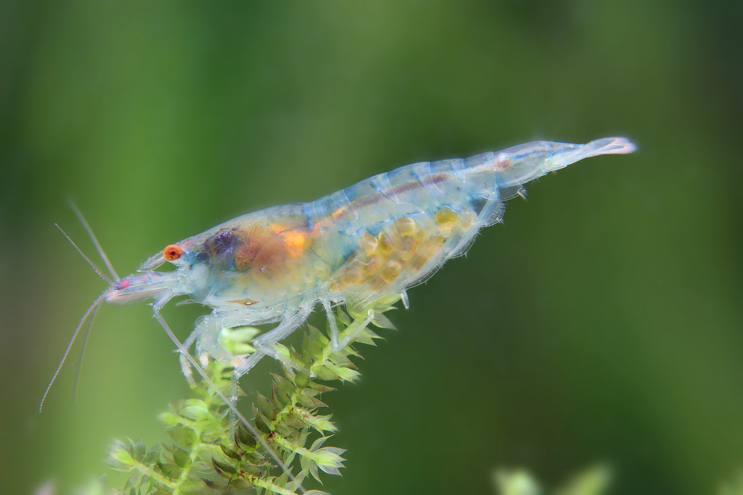 Neocaridina "Blue Jelly OE"
