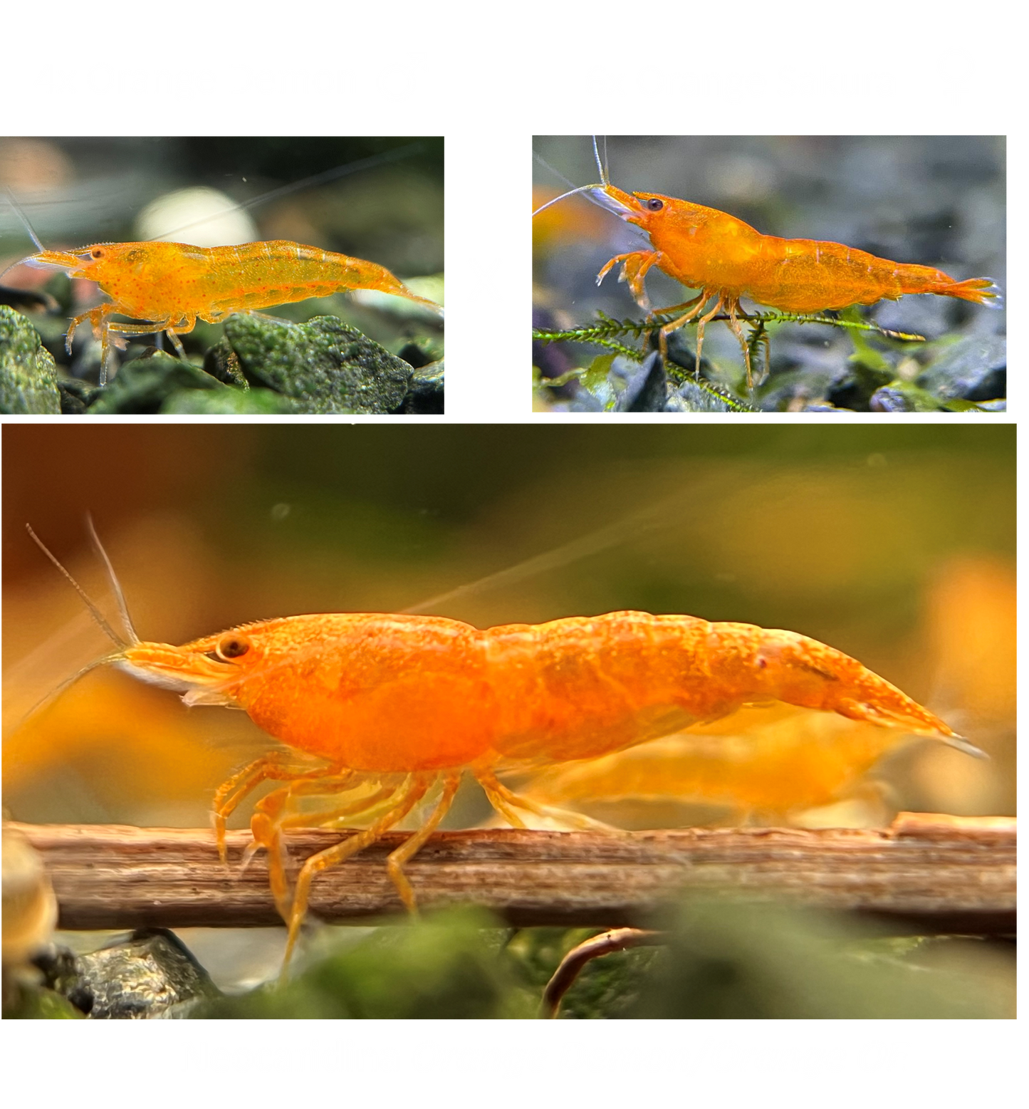 DIY Neocaridina "Red Demon" breeding group