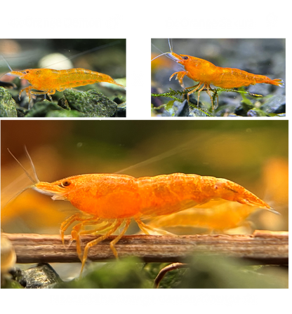 DIY Neocaridina "Red Demon" breeding group