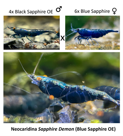 DIY Neocaridina "Blue Sapphire OE" breeding group