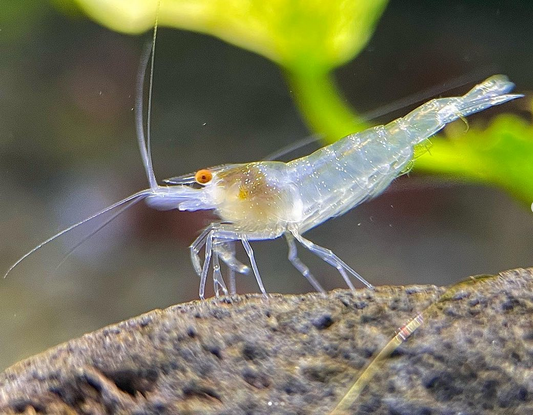 Caridina babaulti "White Indian Zebra" OE
