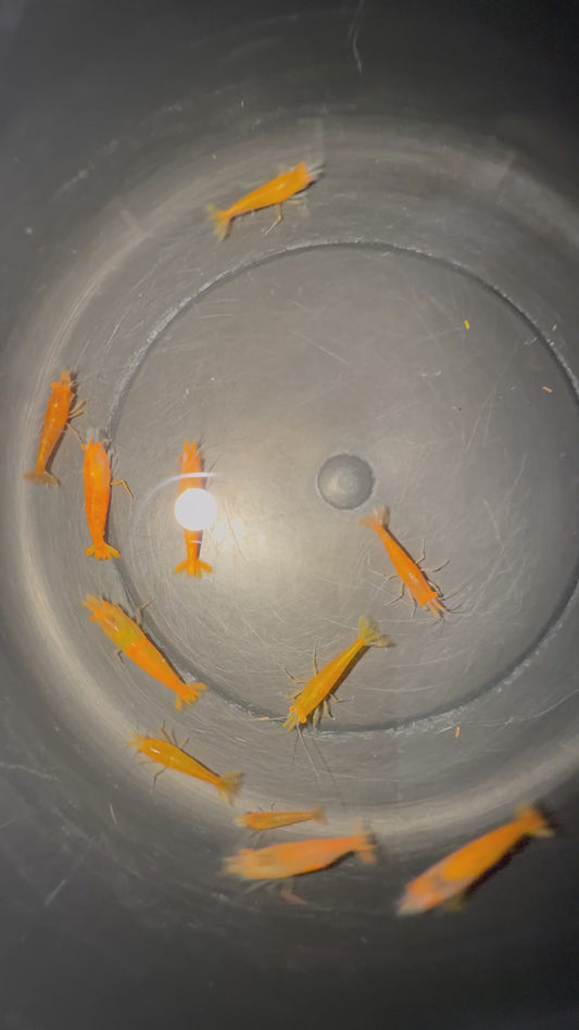 Selected Neocaridina Bloody Mary OE/Red Demon