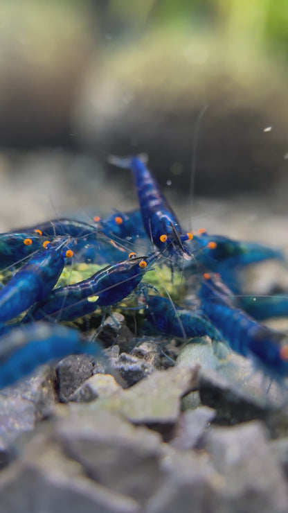 Neocaridina "Blue Dream" OE