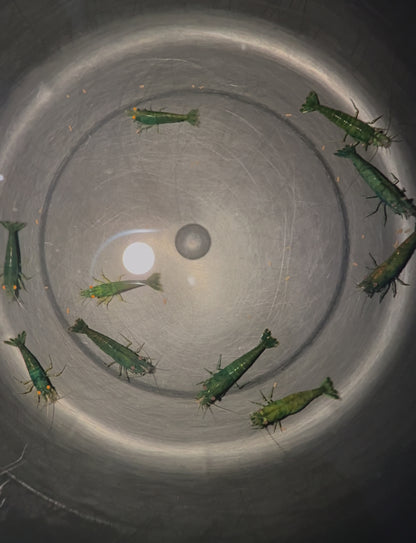 DIY Green Demon Breeding Group