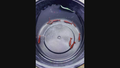 DIY Neocaridina "Red Demon" breeding group