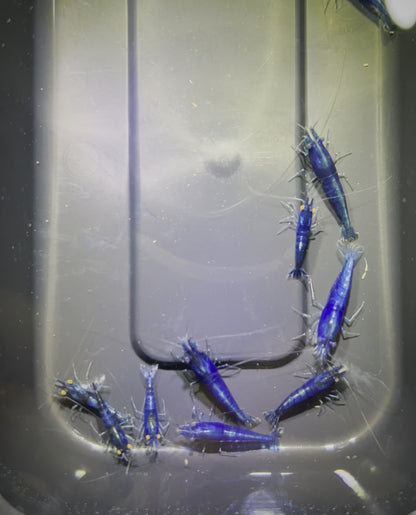 DIY Neocaridina "Blue Demon" Zuchtgruppe