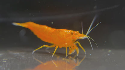 Neocaridina "Orange Sakura OE" (Orange Demon)