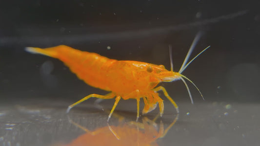 Neocaridina "Orange Sakura OE" (Orange Demon)
