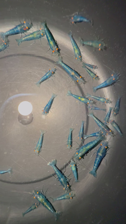 Neocaridina "Blue Jelly OE"