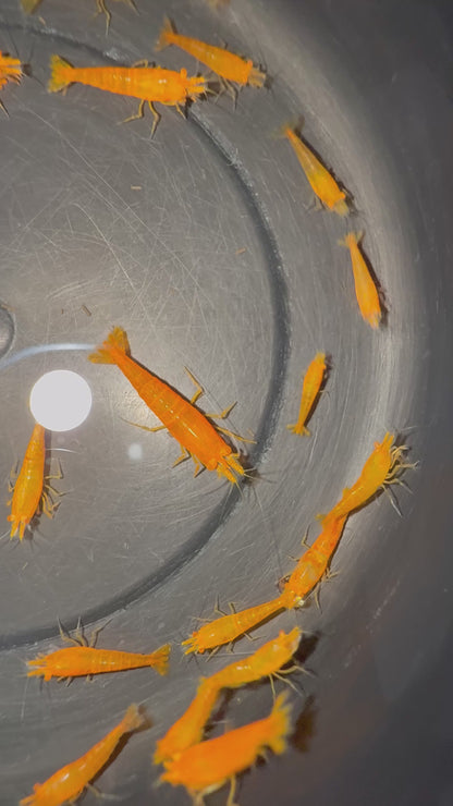Neocaridina "Orange Sakura OE" (Orange Demon)