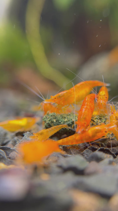 Neocaridina "Orange Sakura OE" (Orange Demon)