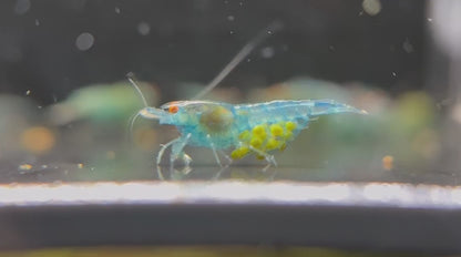 Neocaridina "Blue Jelly OE"