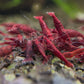 Neocaridina davidi "Dark Bloody Mary"