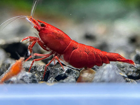 Neocaridina davidi "Bloody Mary"