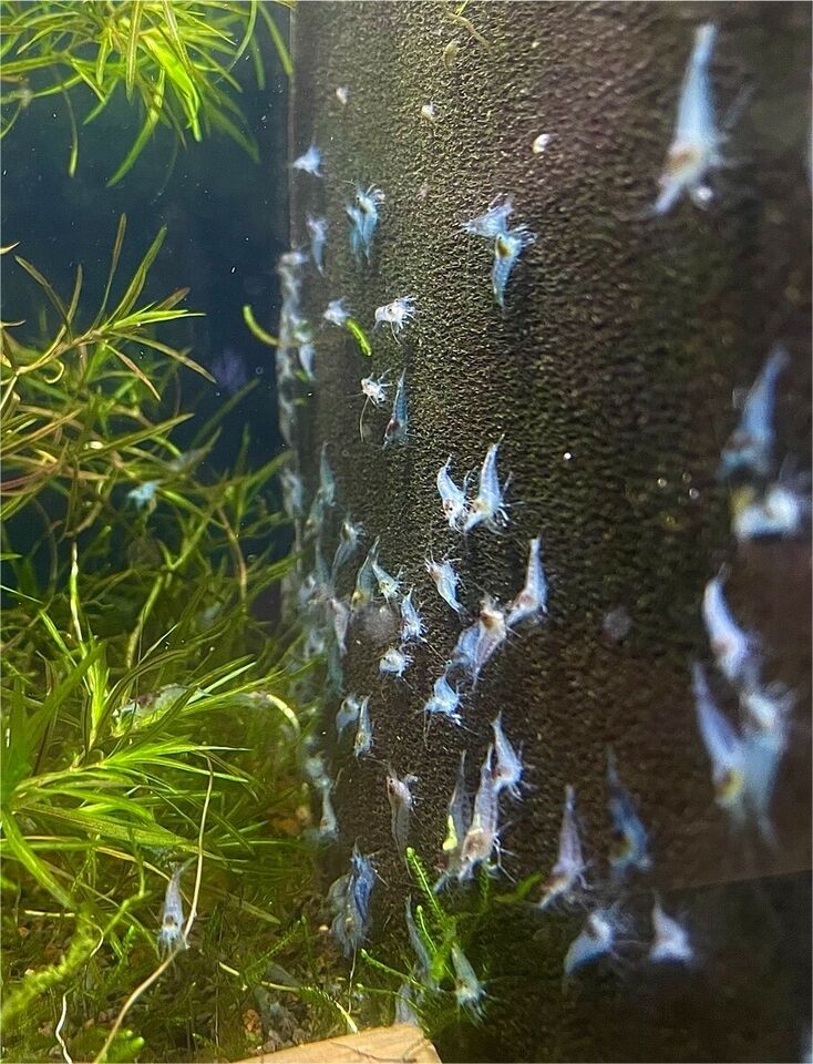 Neocaridina davidi "Blue Jelly"