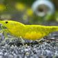 Neocaridina davidi "Yellow Neon Stripe"