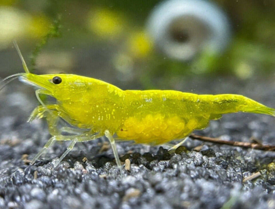 Neocaridina davidi "Yellow Neon Stripe"