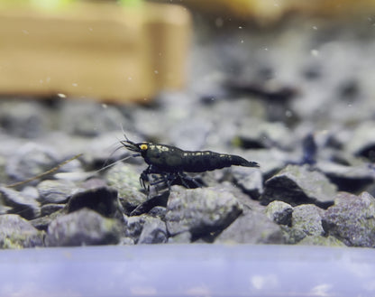 Neocaridina "Black Sapphire" OE