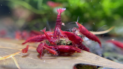 Neocaridina "Bloody Mary OE" (Red Demon)