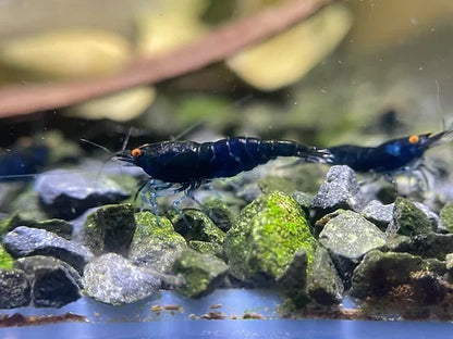 Neocaridina "Black Sapphire" OE