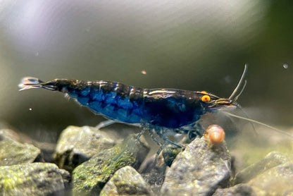 Neocaridina "Blue Dream" OE