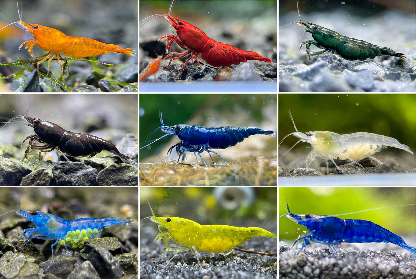 10x Farbenfroher Garnelen-Mix: Bunter Putztrupp fürs Aquarium!