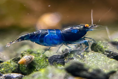 Neocaridina "Blue Dream" OE