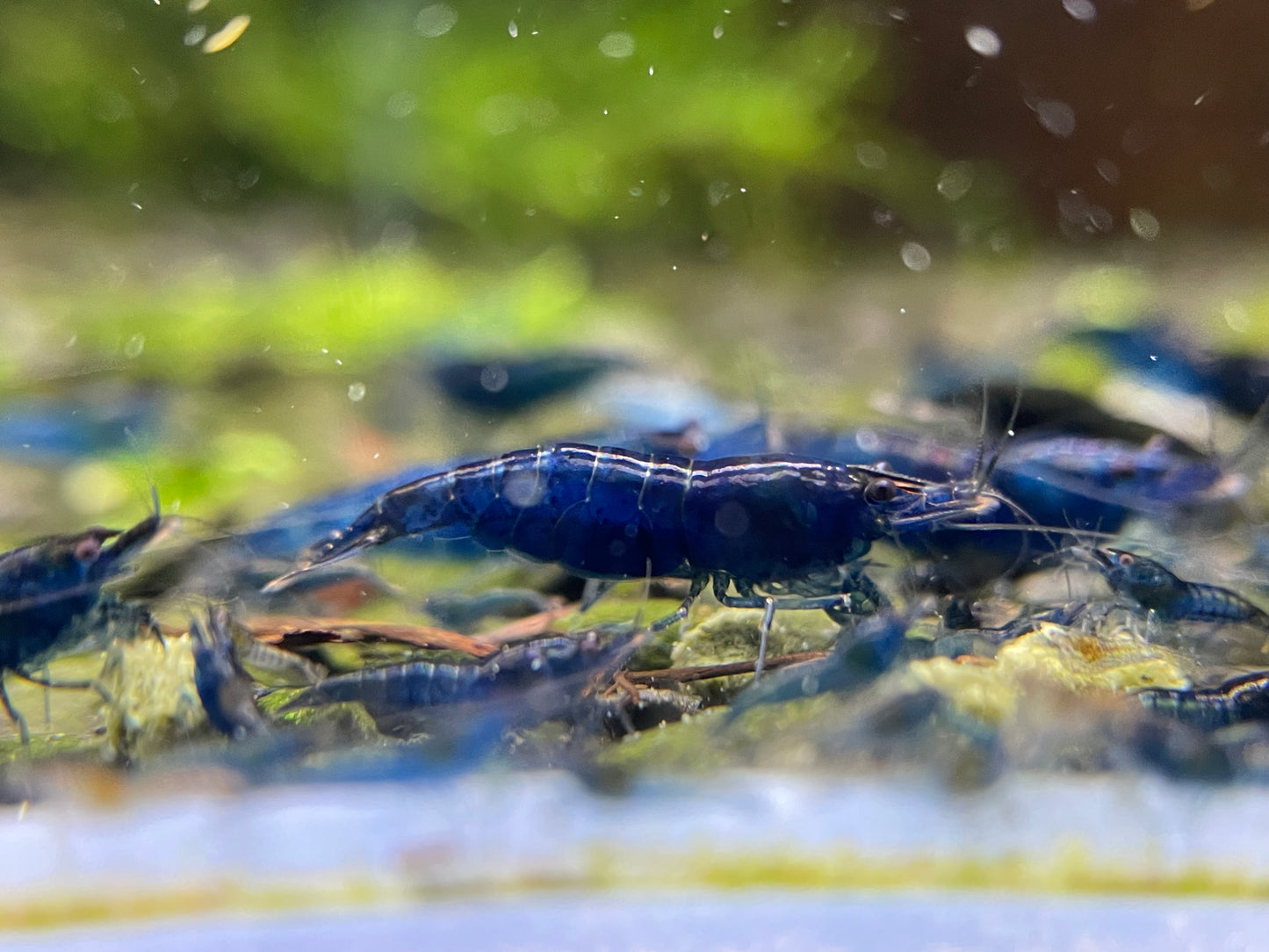 Neocaridina davidi "Blue Dream"