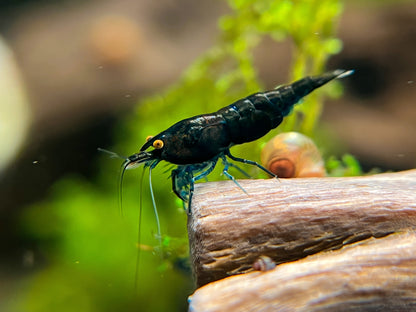 Neocaridina "Black Sapphire" OE