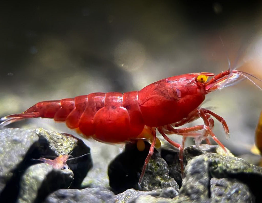 Neocaridina "Bloody Mary OE" (Red Demon)