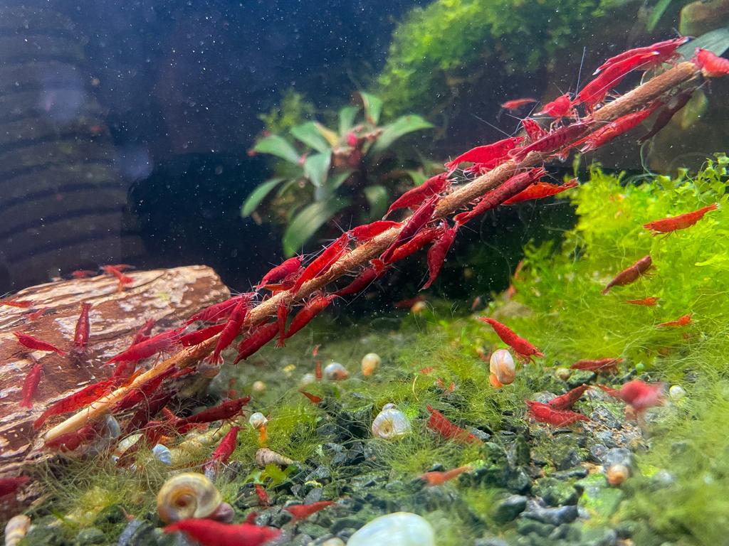 Neocaridina davidi "Bloody Mary"