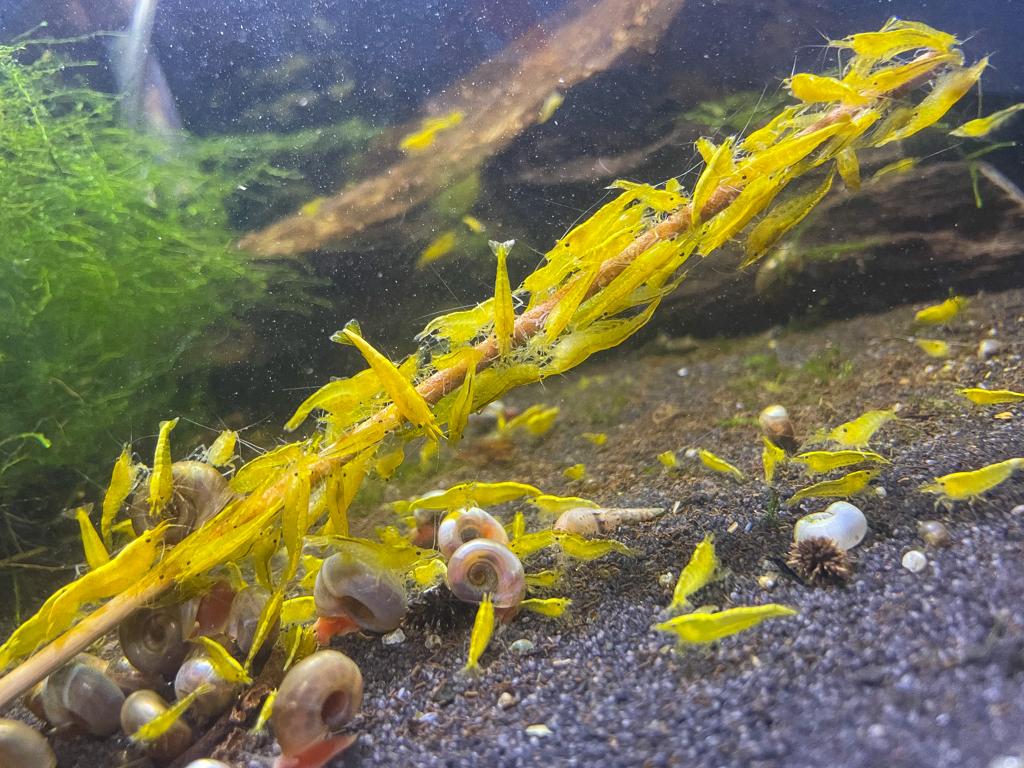 Neocaridina davidi "Yellow Neon Stripe"