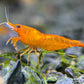 Neocaridina davidi "Orange Sakura"