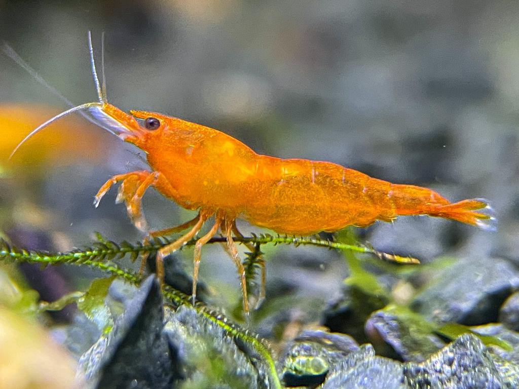 Neocaridina davidi "Orange Sakura"