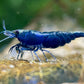 Neocaridina davidi "Blue Sapphire"