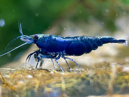 Neocaridina davidi "Blue Sapphire"